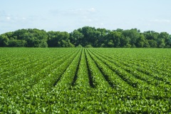 StraightSoybeans-WideShot