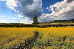 nature-field-wheat-rural-wallpaper-preview